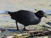 black crake 2  Black Crake - Frieda Prinsloo 2013 : frieda